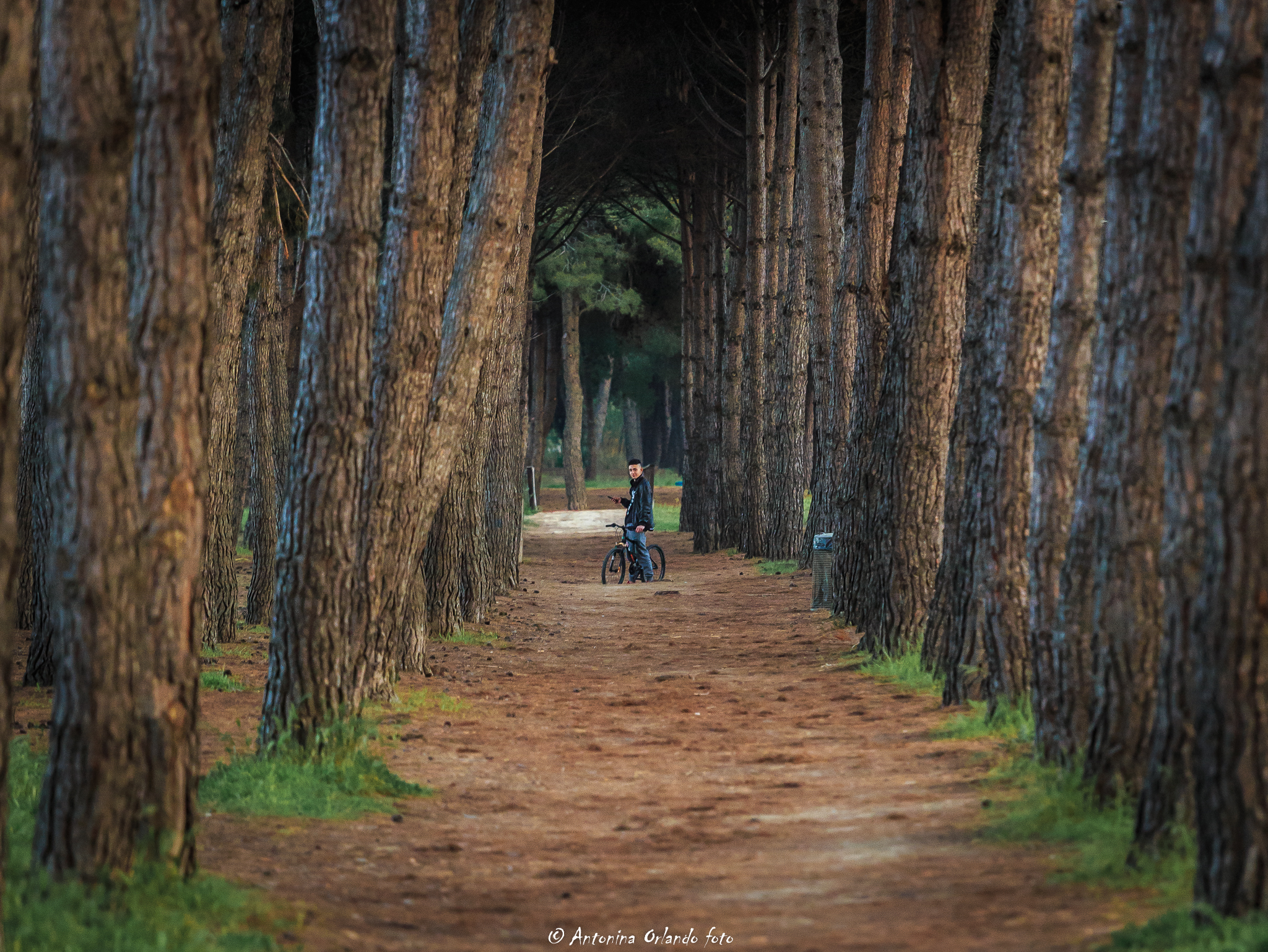 Pineta che costeggia Torre Cerrano.