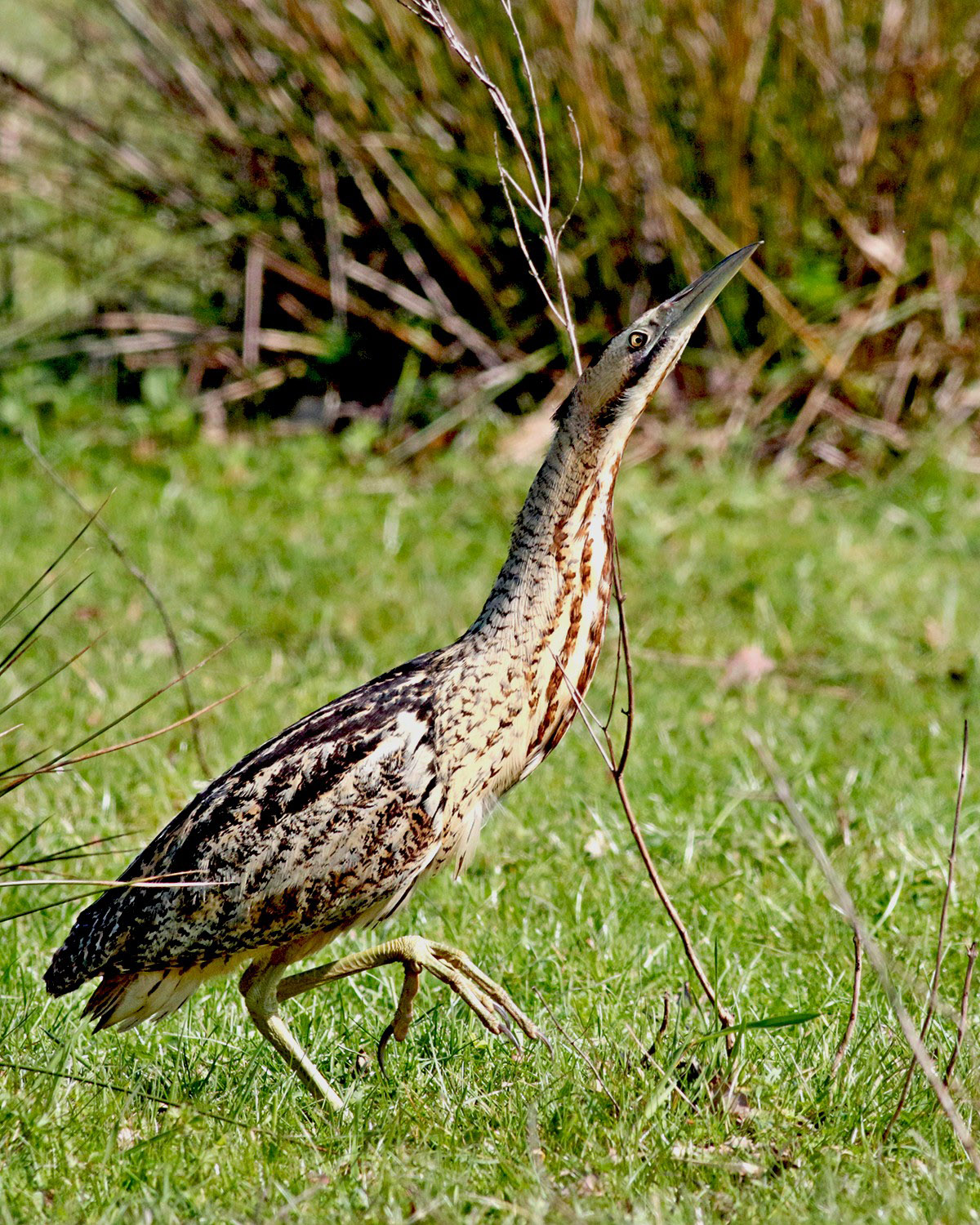 Bittern