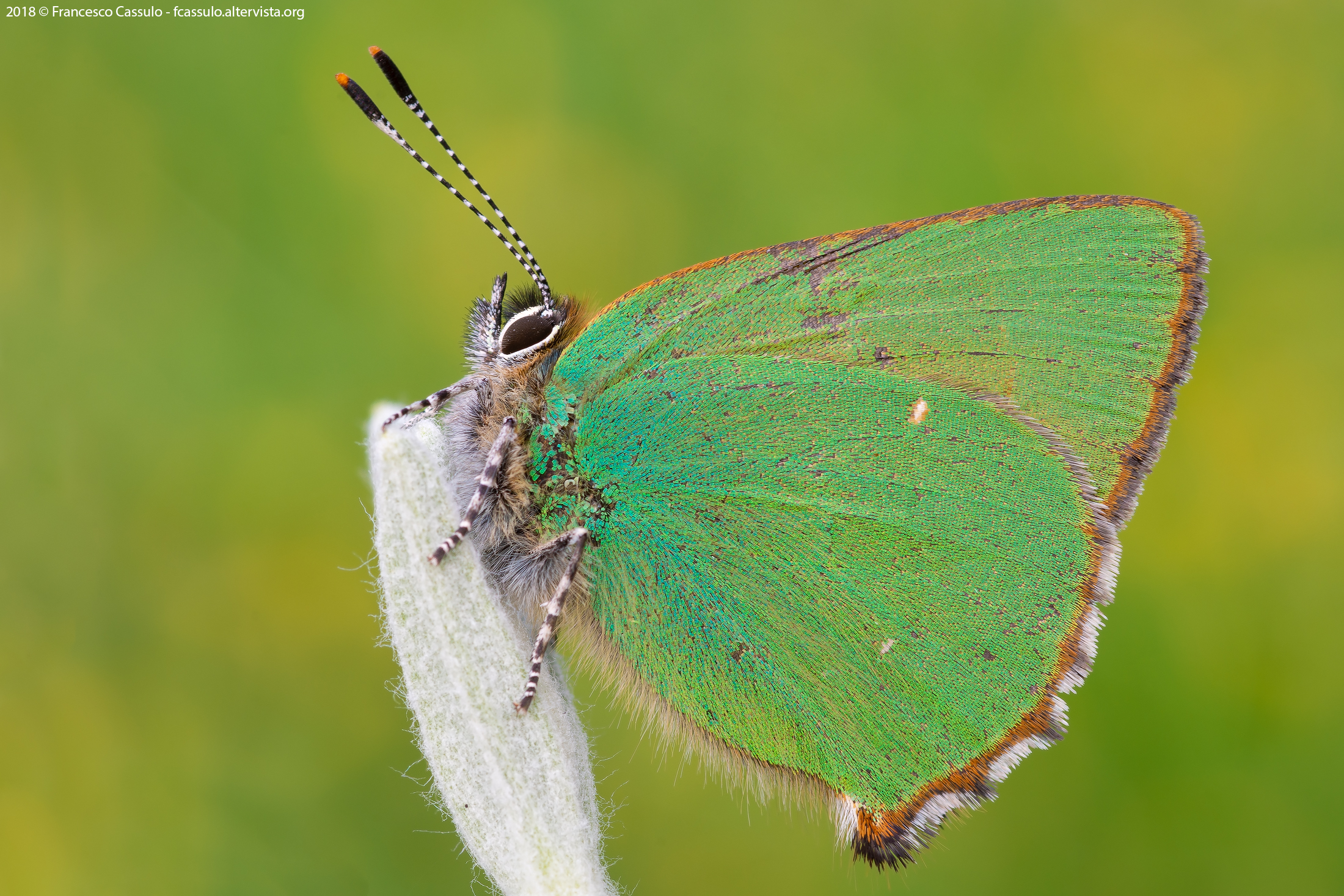 Callophrys rubi (Linnaeus, 1758)