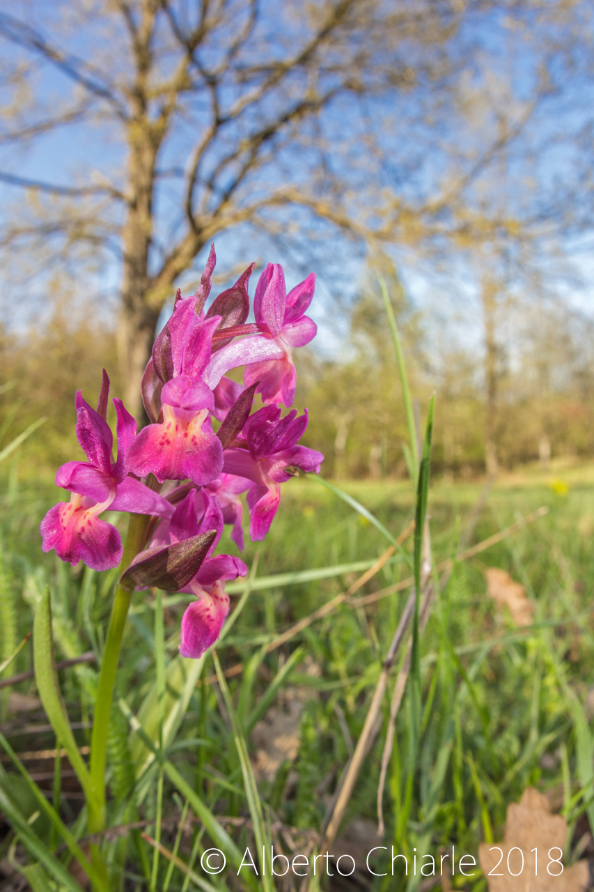 Dactylorhiza sambucina