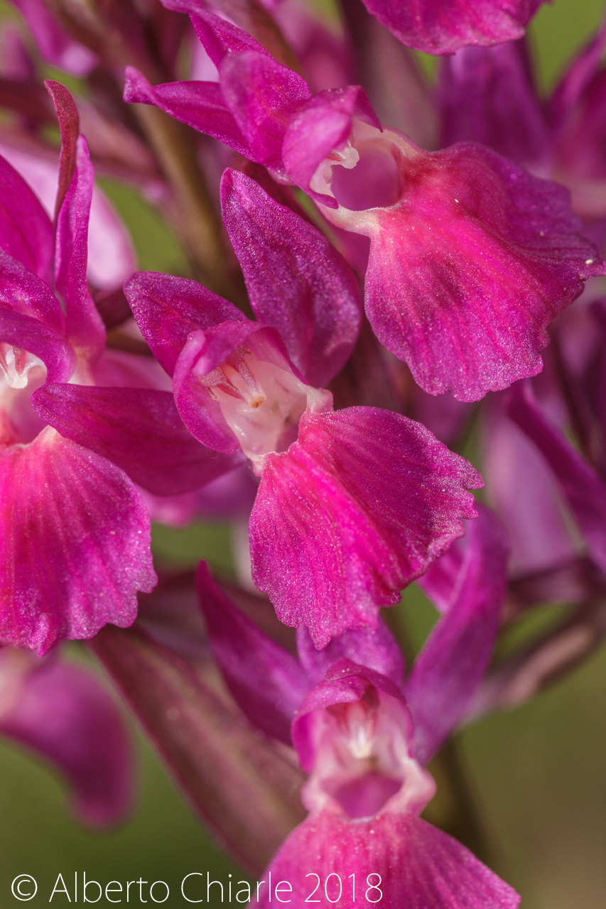 Dactylorhiza sambucina