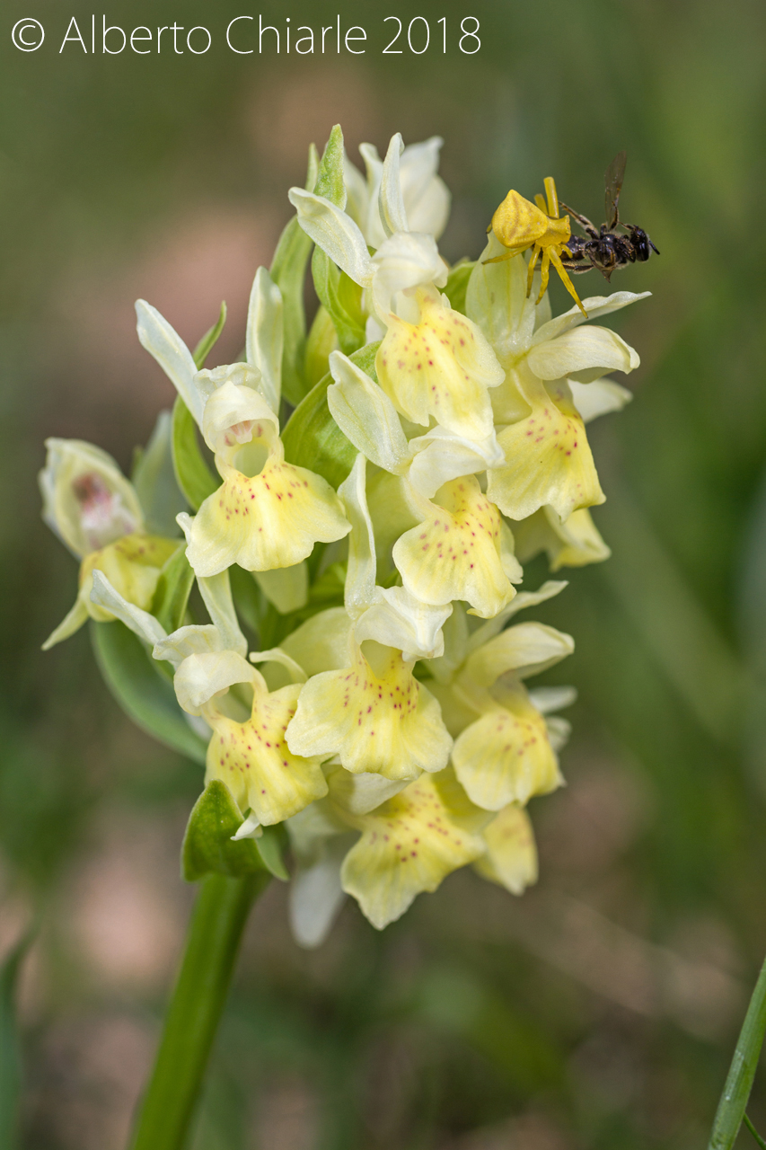 Dactylorhiza sambucina con Thomisus onustus