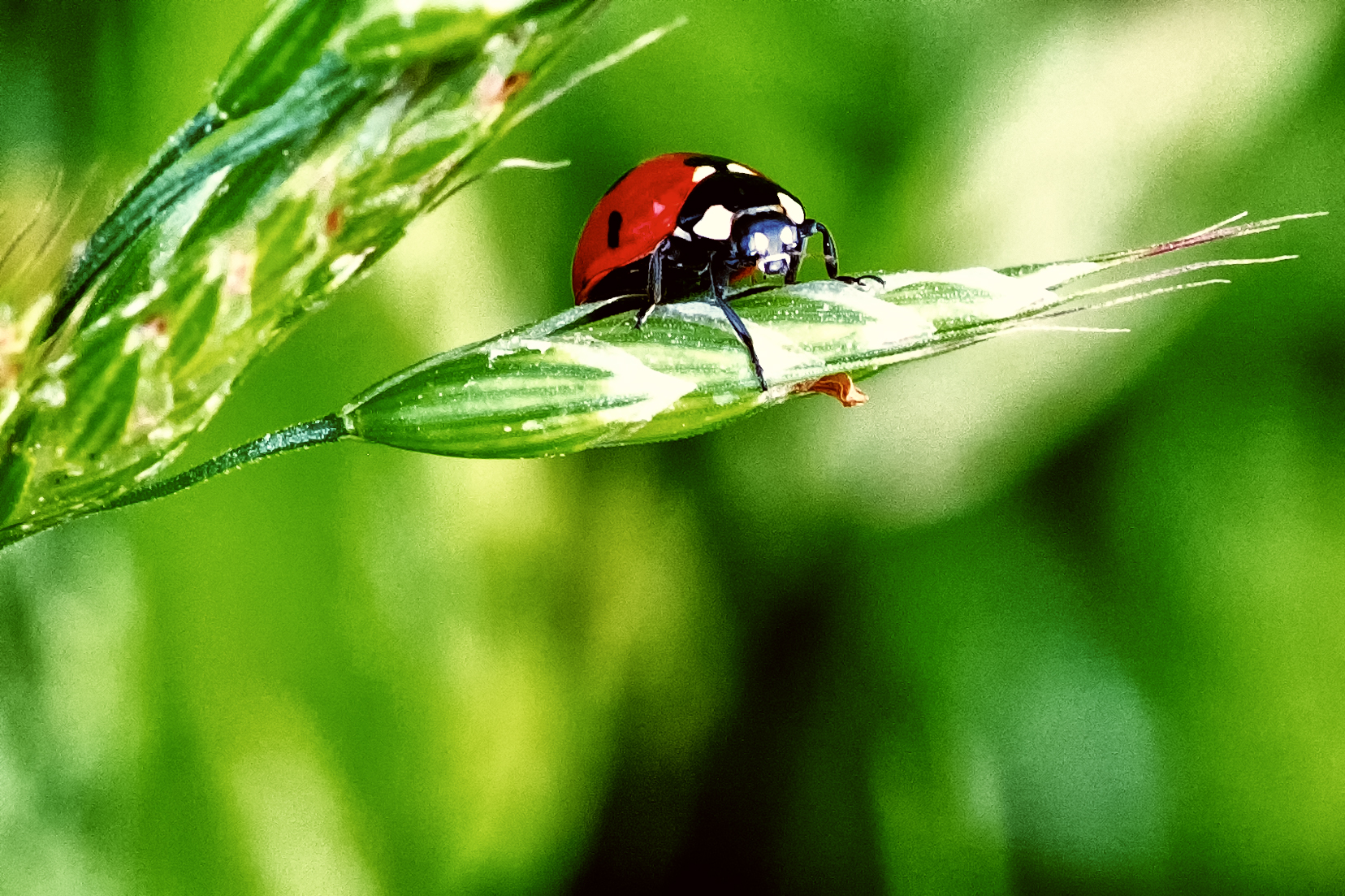 Solo su di un mare d'erba
