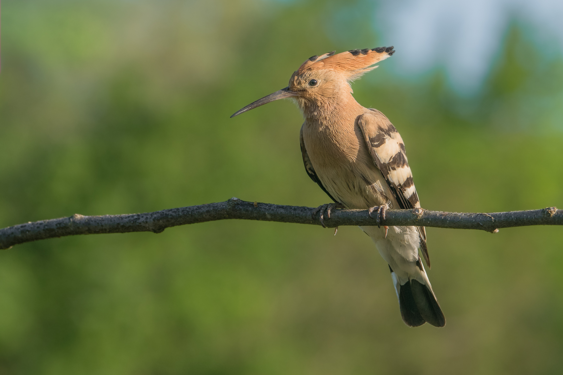 hoopoe