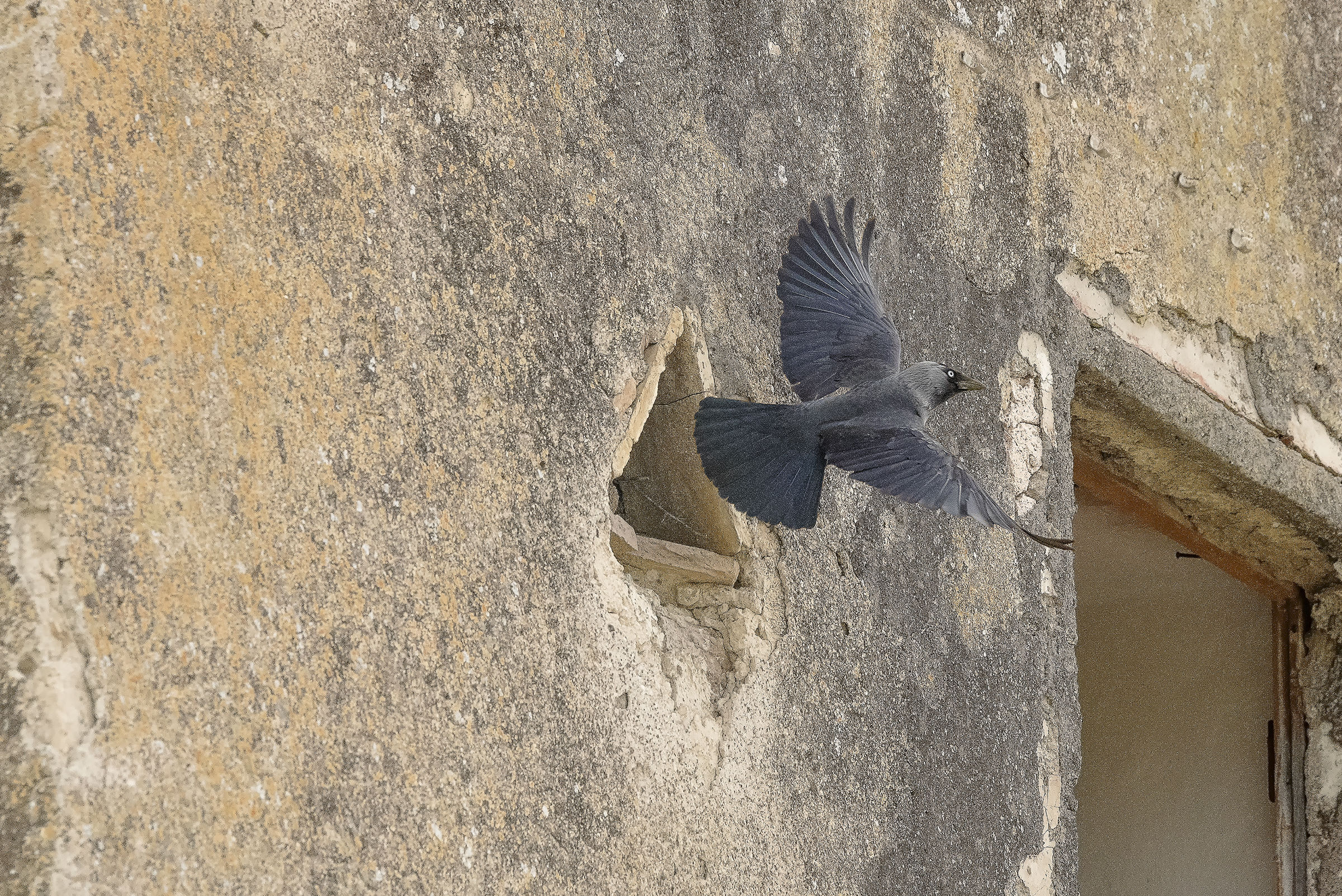 Jackdaw in flight
