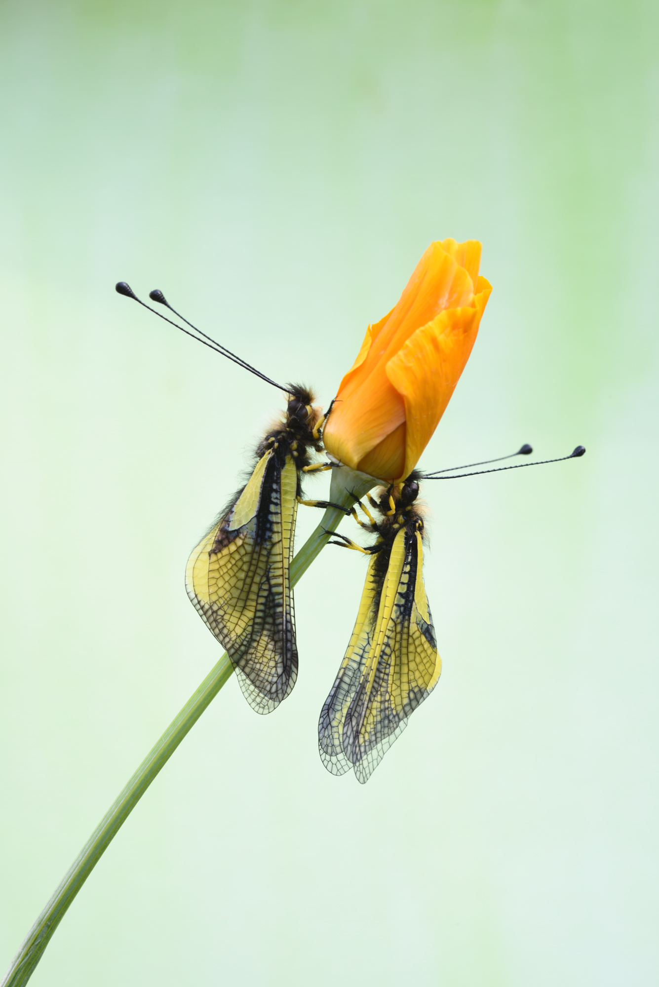 Libelloides Coccaius