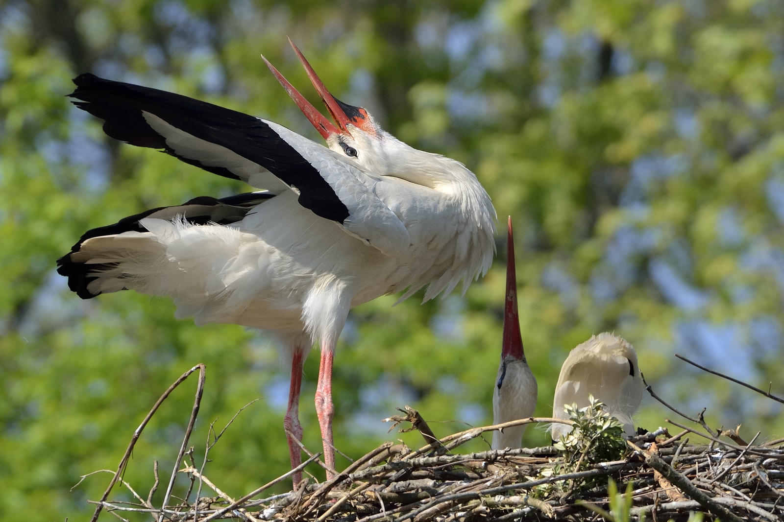 Stork
