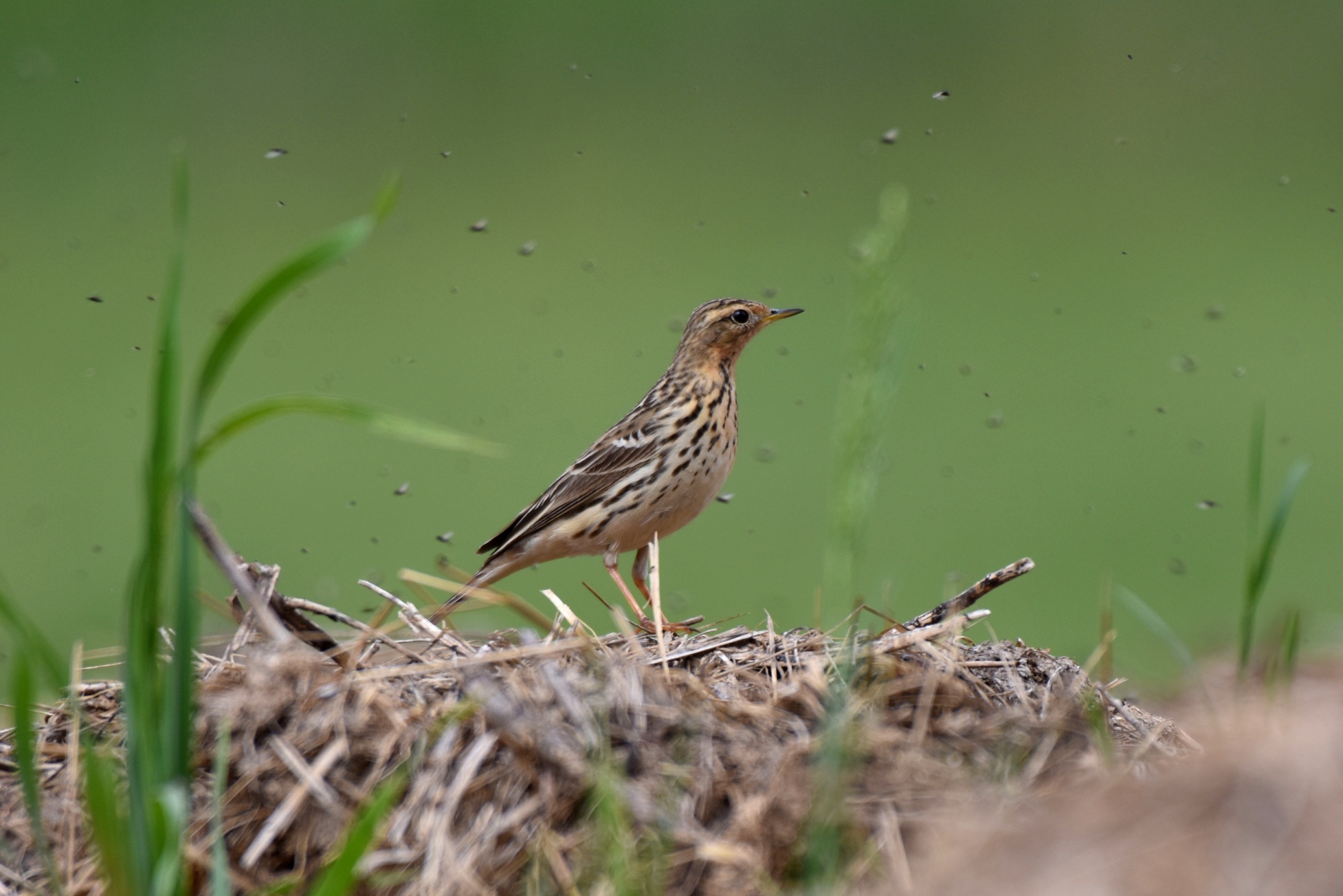 Red-throated Pipit