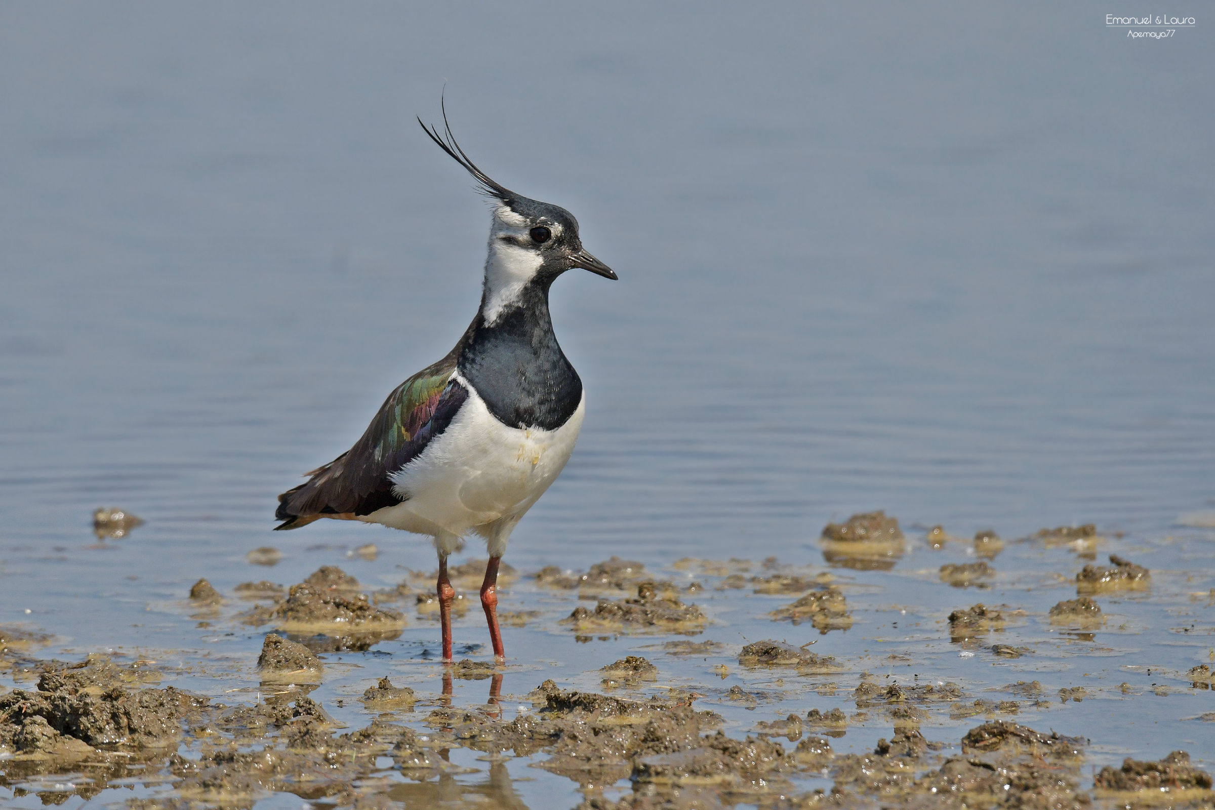 Lapwing