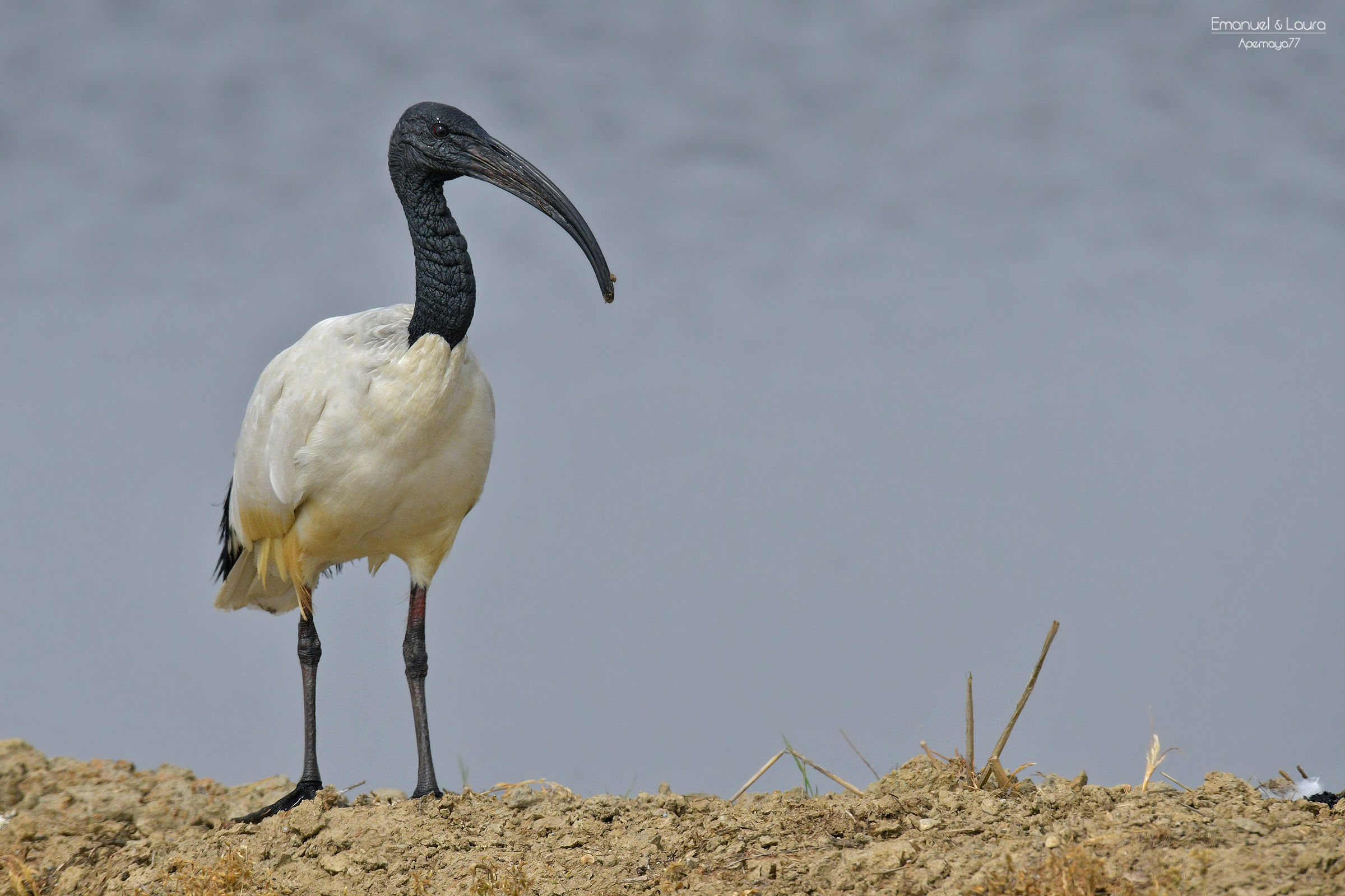 African sacred Ibis