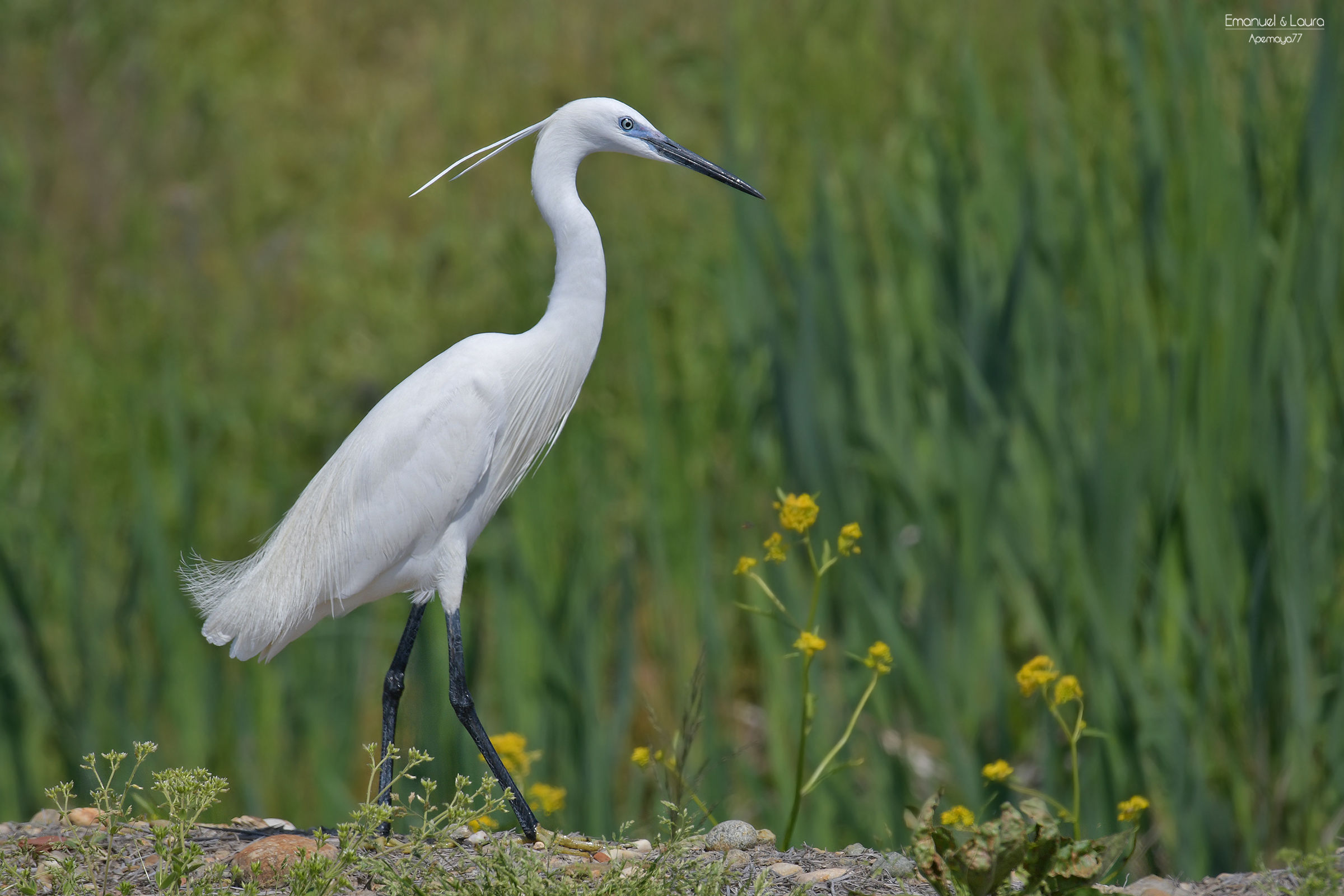 Little egret