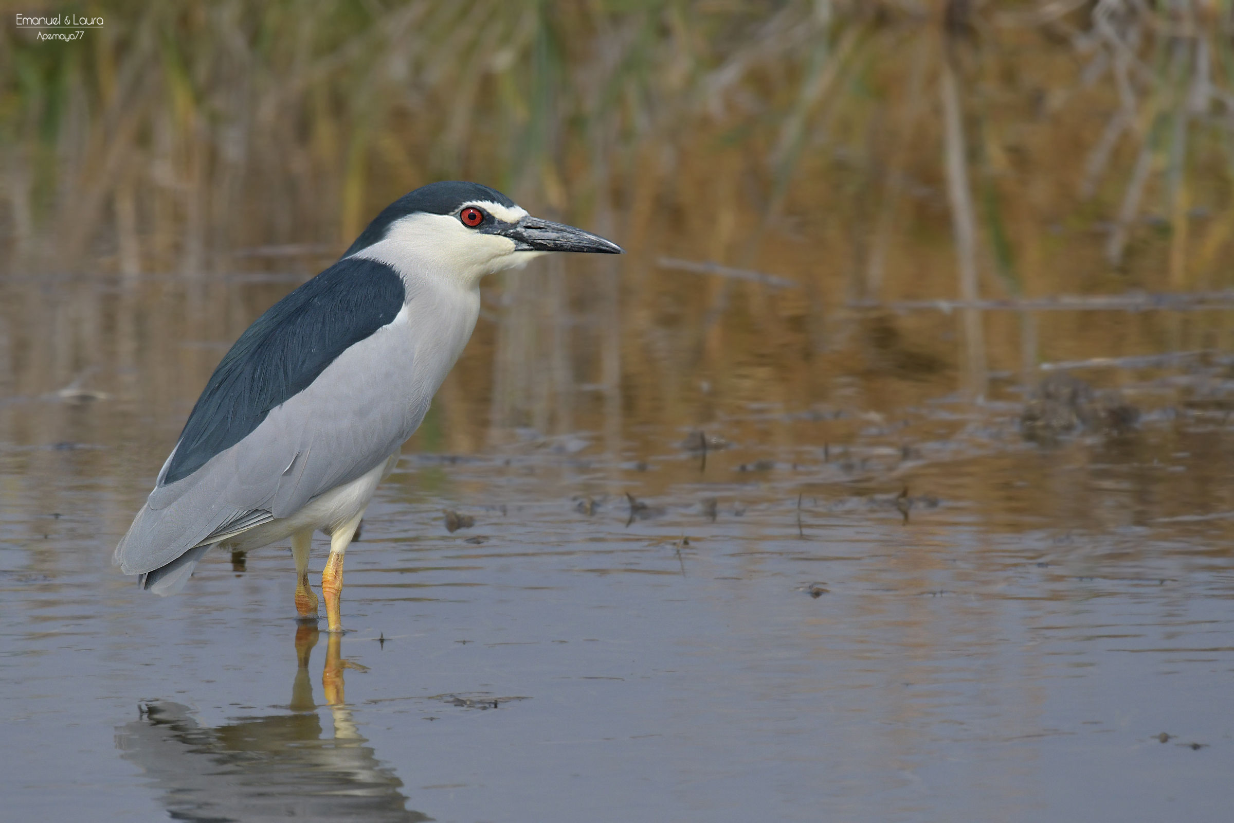Night heron