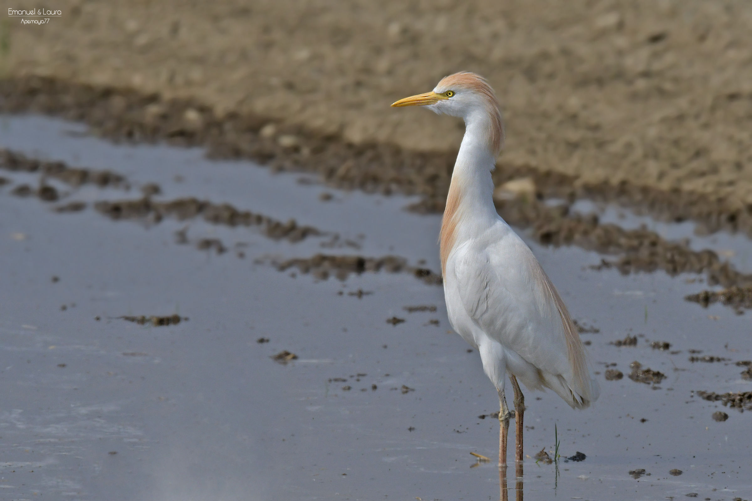 Cattle egret