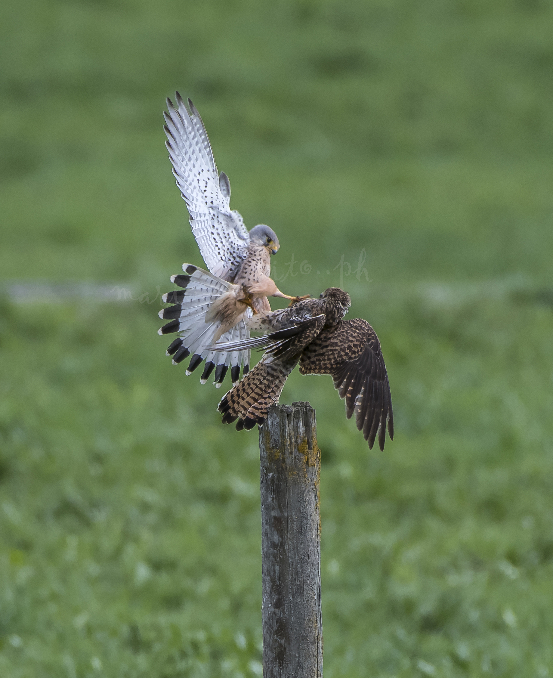 male and female Kestrel
