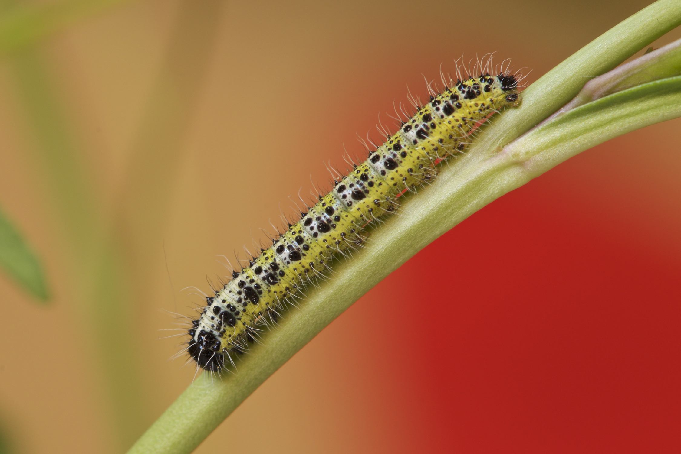 Caterpillar of the large white