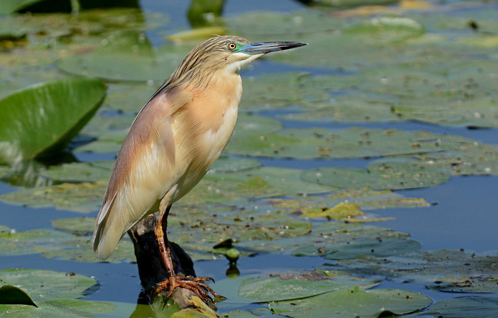 Sgarza dal ciuffetto