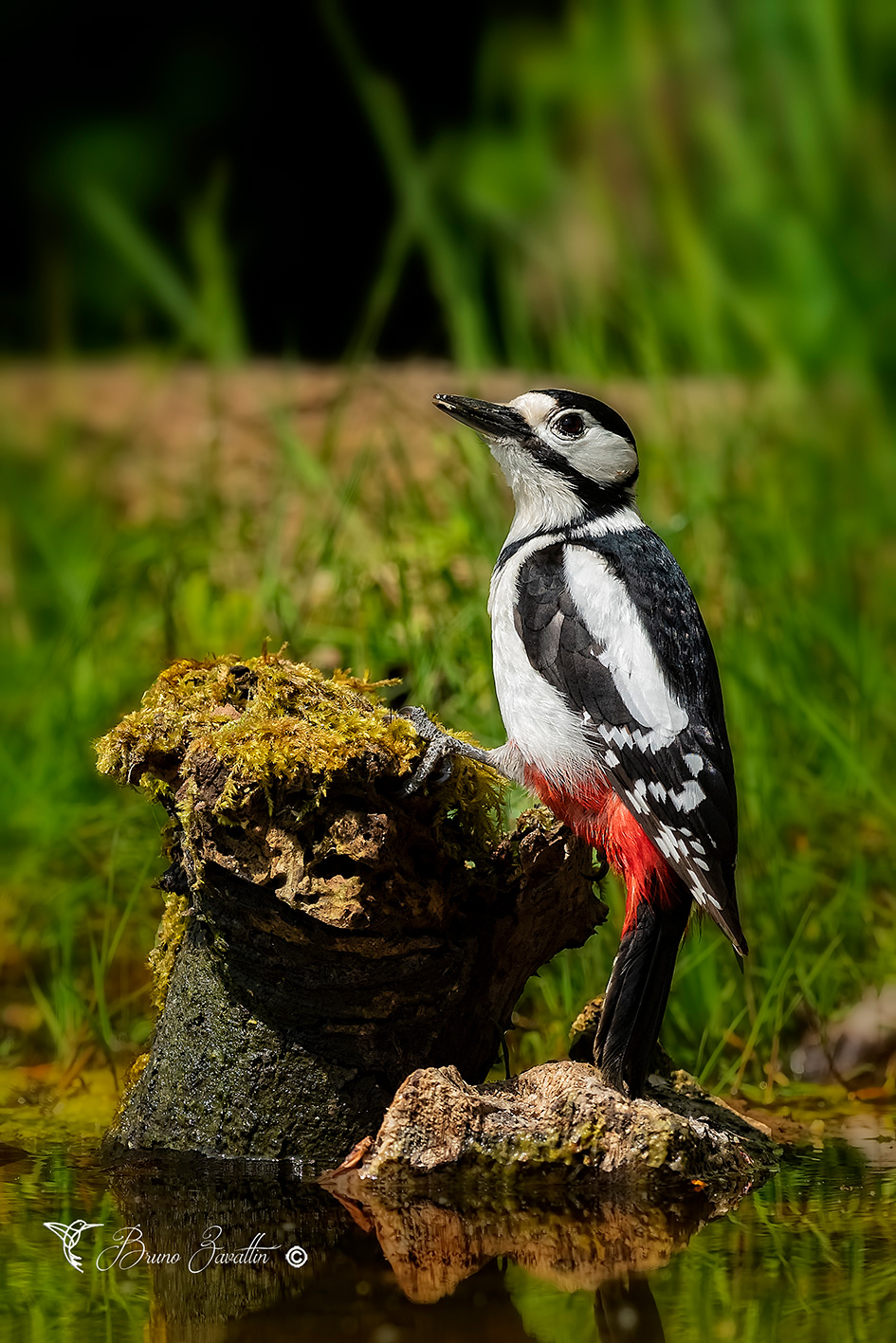 Great spotted Woodpecker