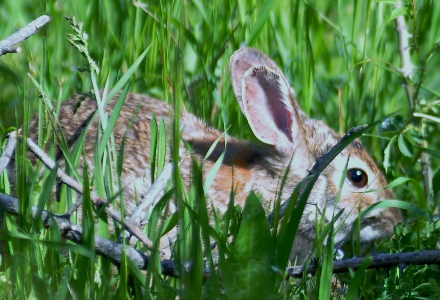 leveret