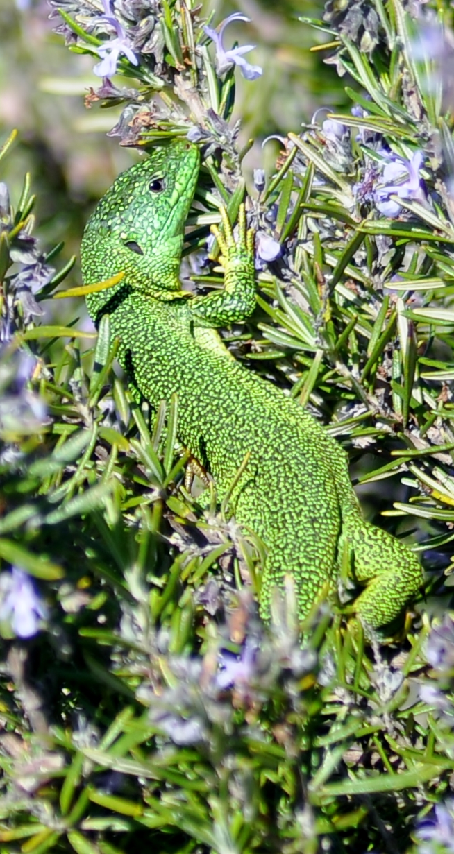 green lizard
