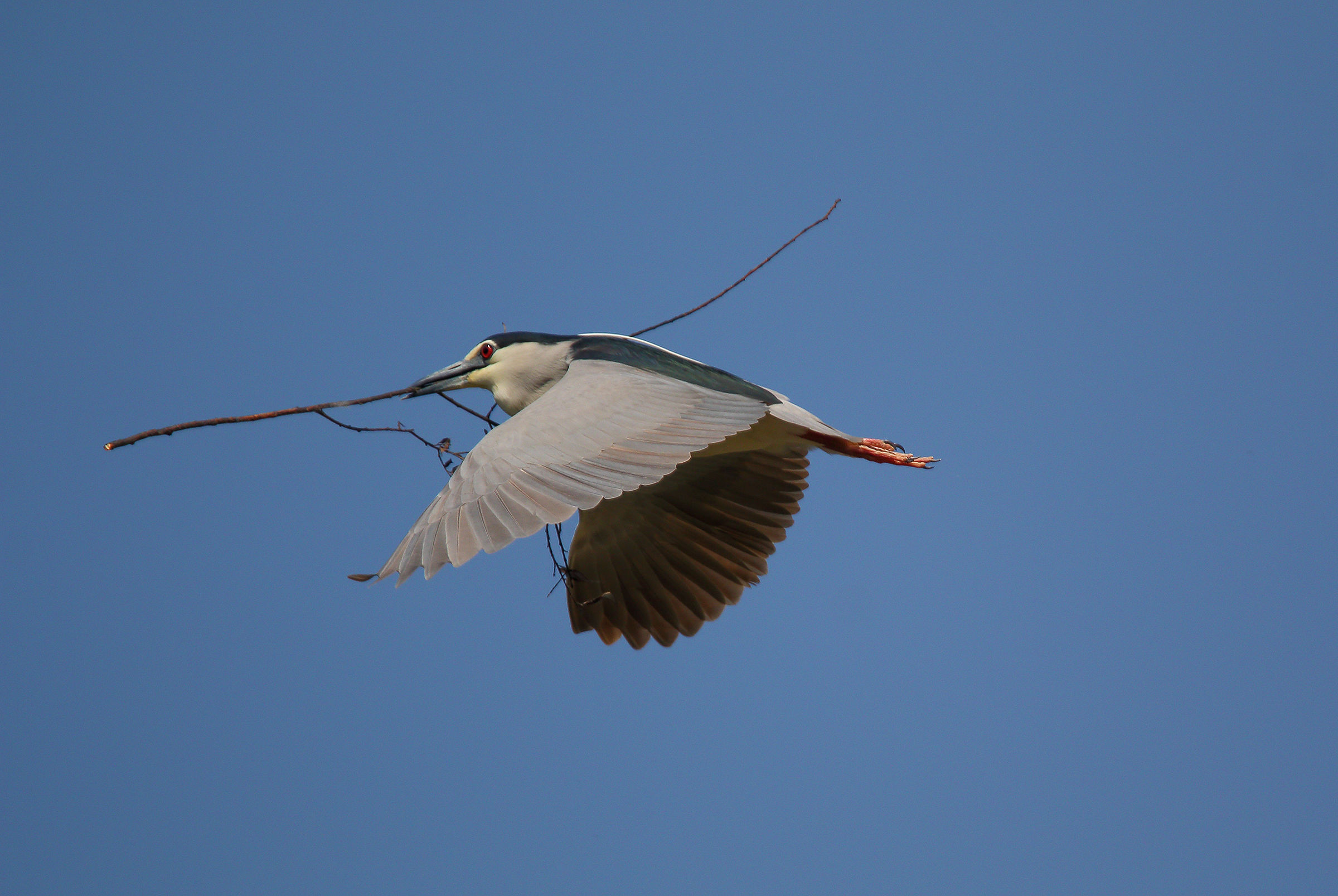 It is spring nest under construction