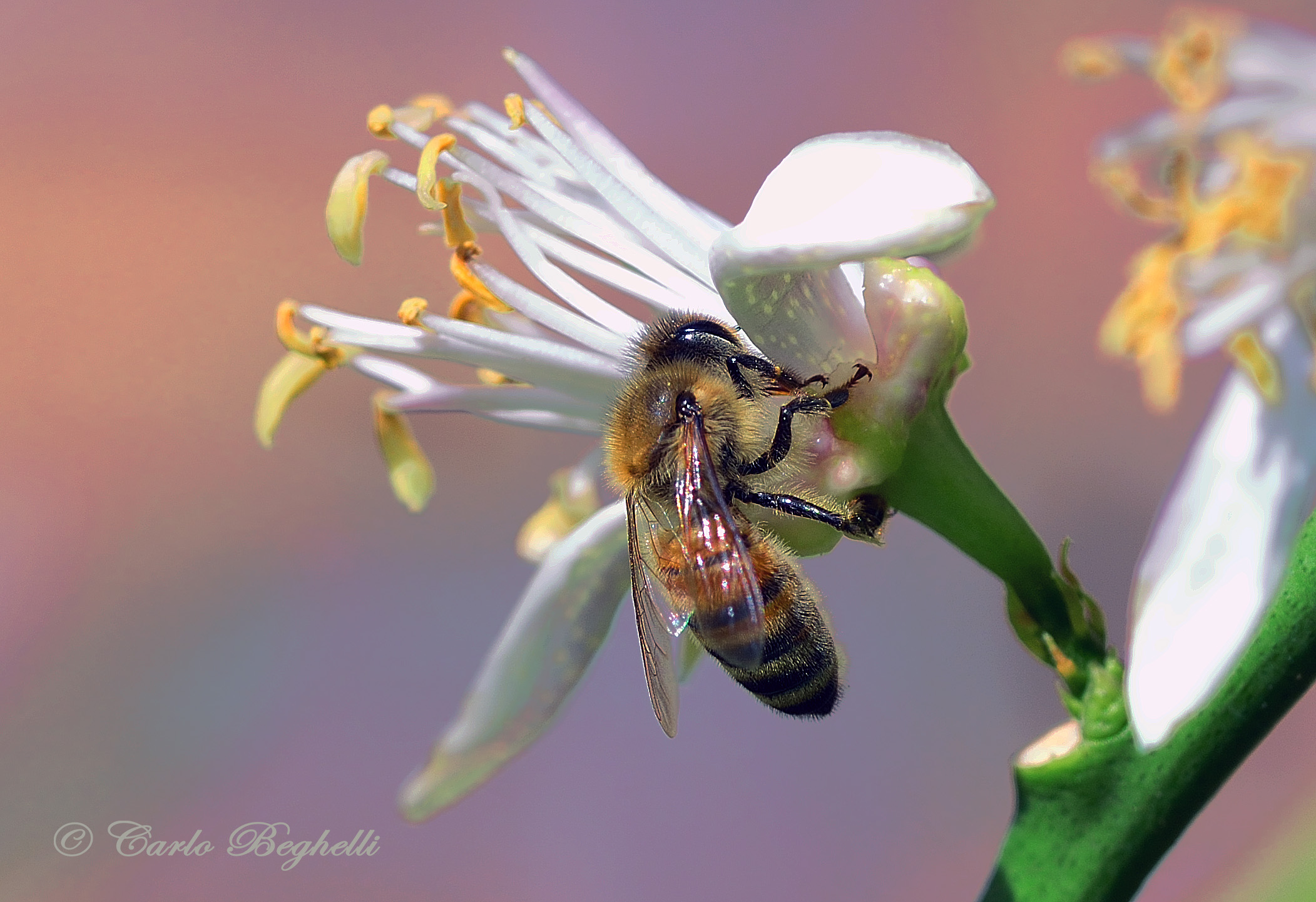 Fiore di limone con ape