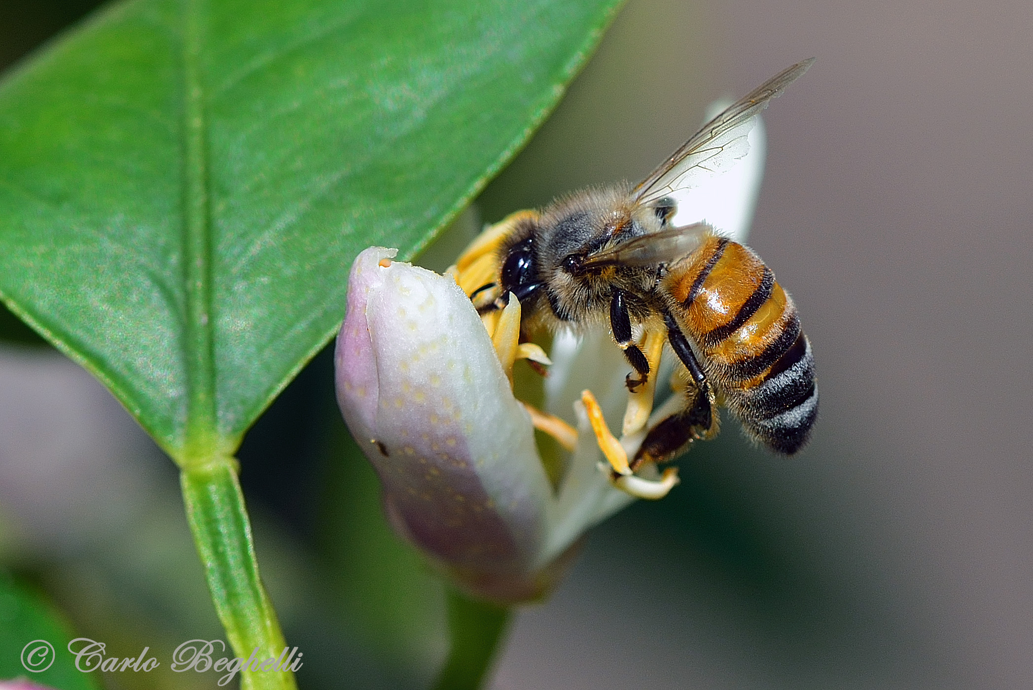 Bottinatrice su limone