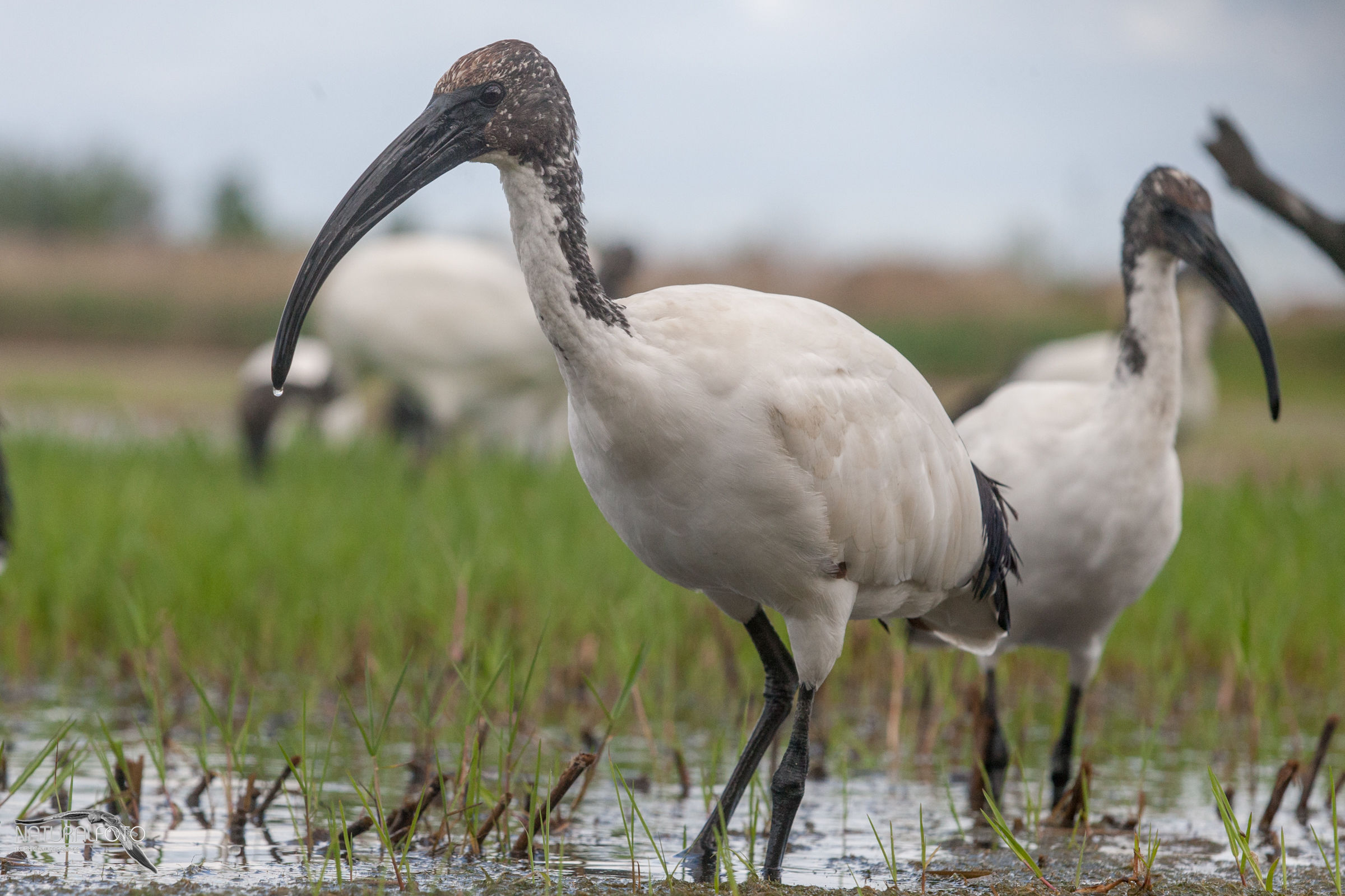 Ibis sacro, far parte del gruppo...