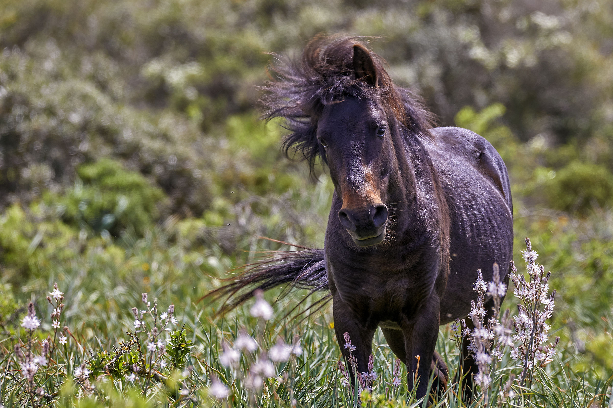 The last wild horses in Europe