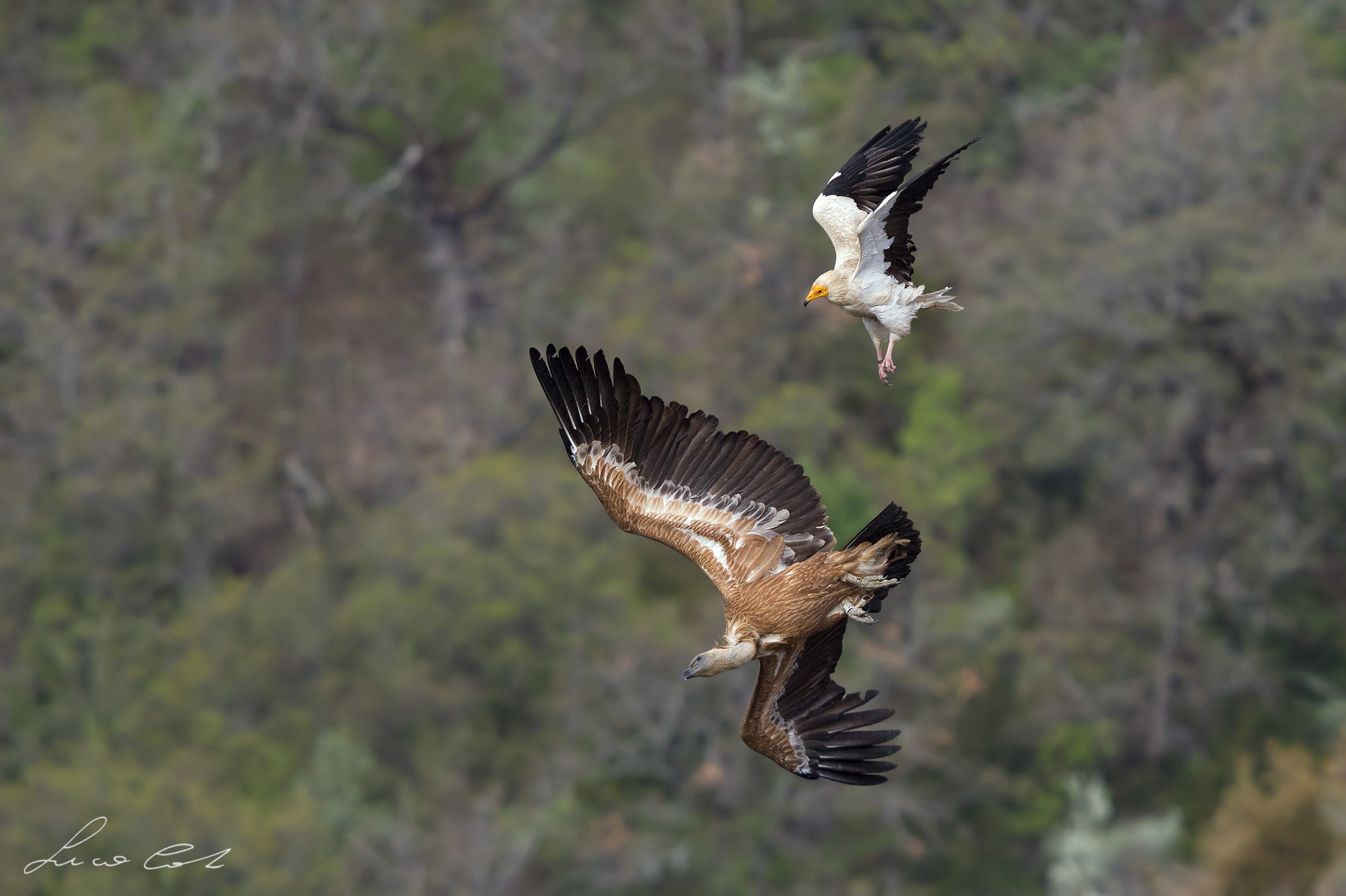 Egyptian vulture vs Griffin
