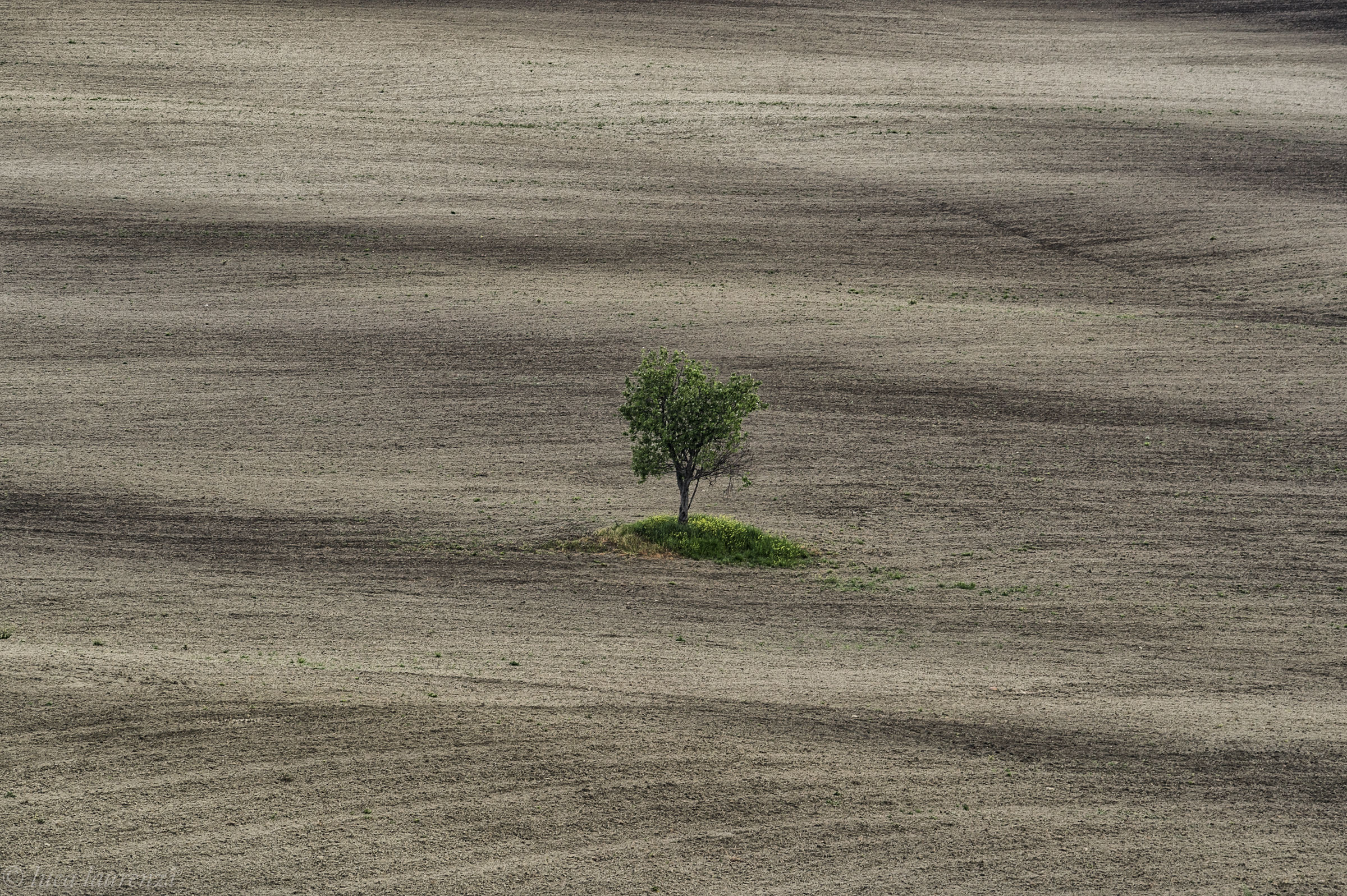 Il solitario