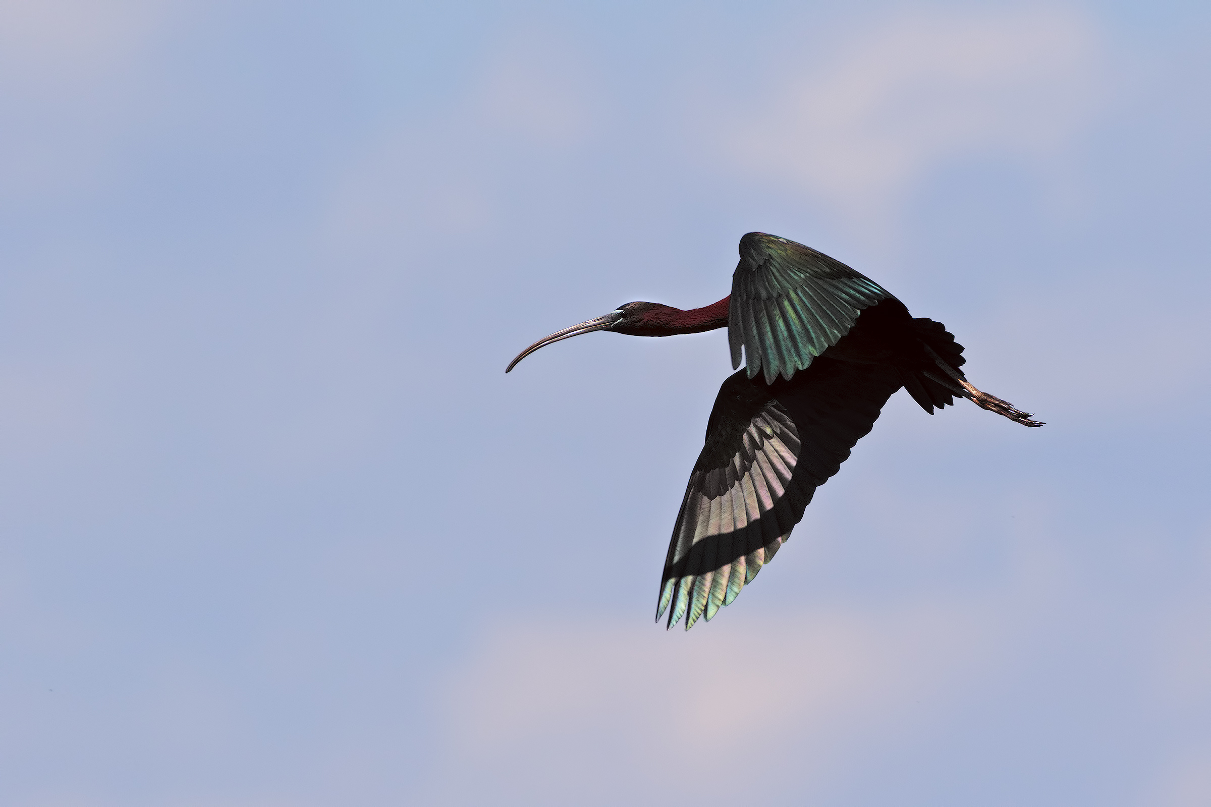 Glossy ibis