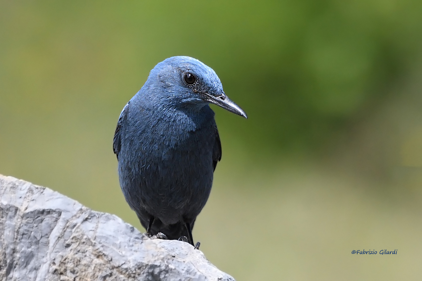 Monticola solitarius (Passero solitario)