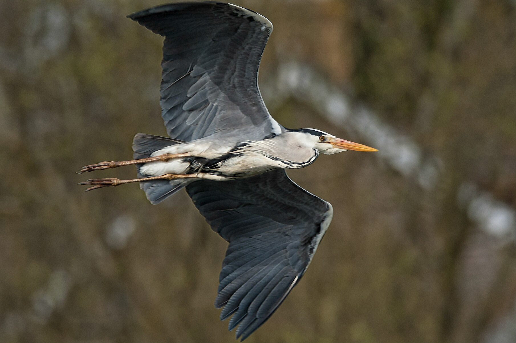 Heron