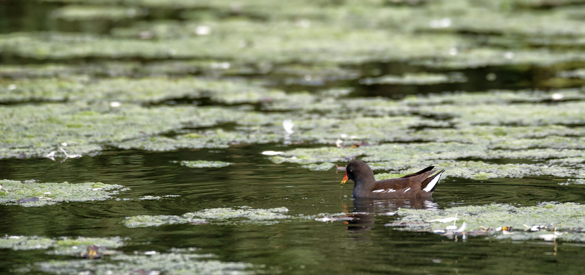Gallinella d'acqua