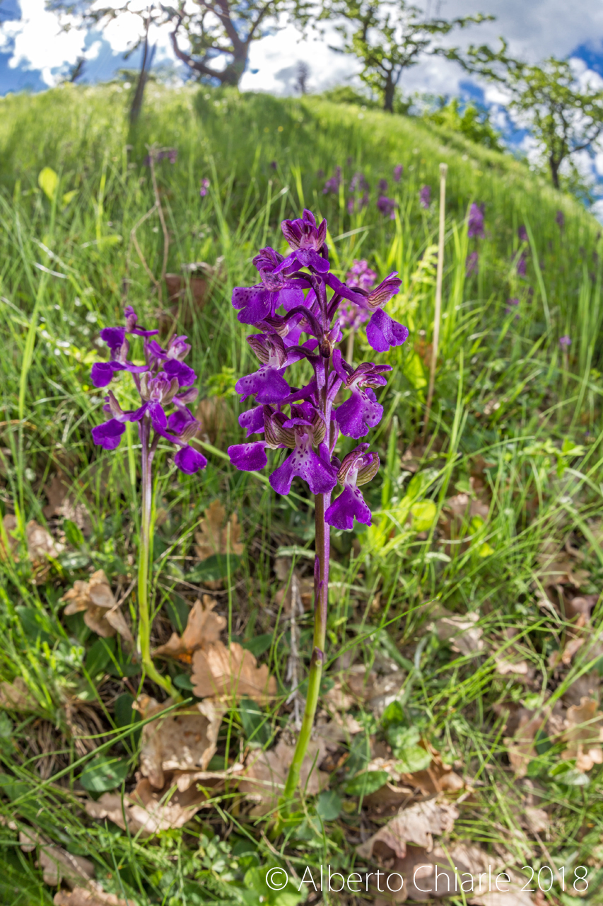 Anacamptis morio
