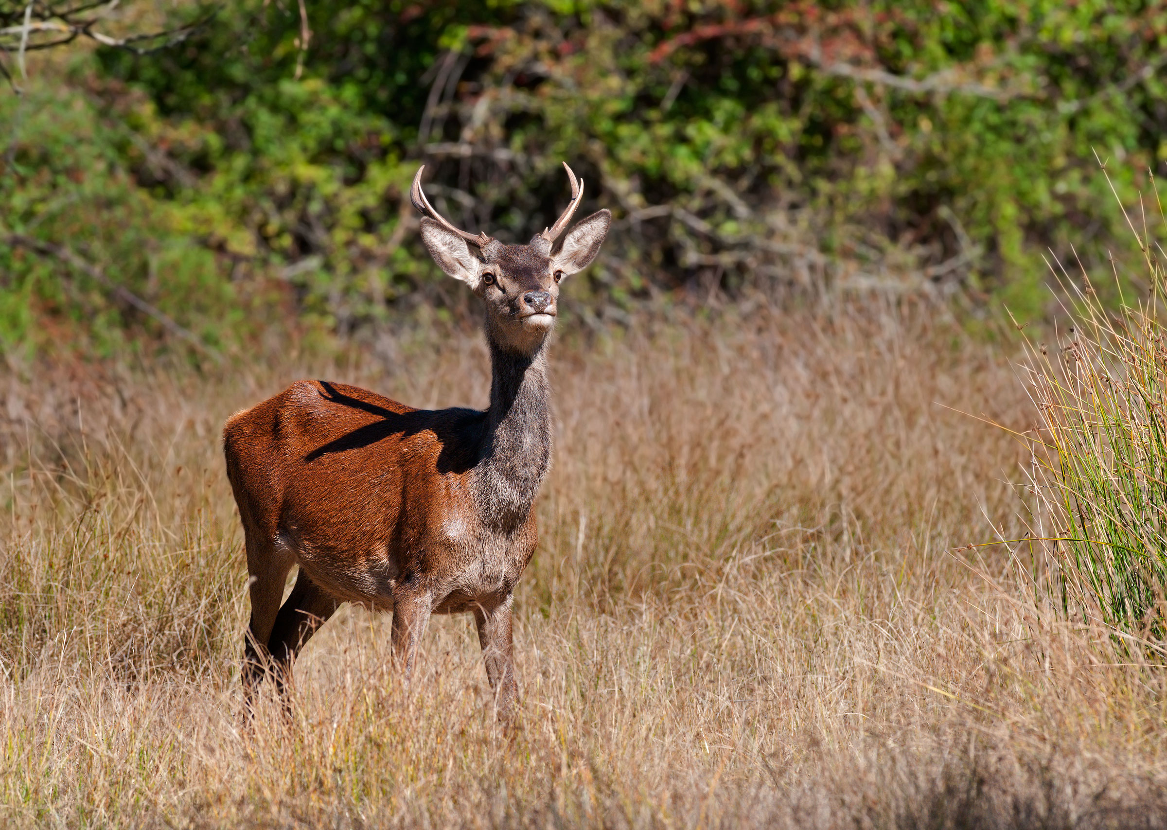 young Sardinian deer (second stage)