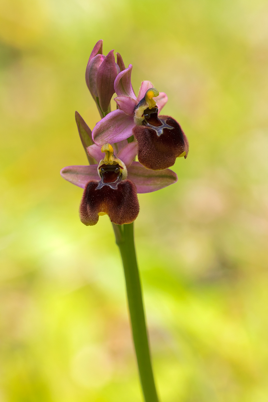 Ophrys x laconensis Scrugli et Grasso