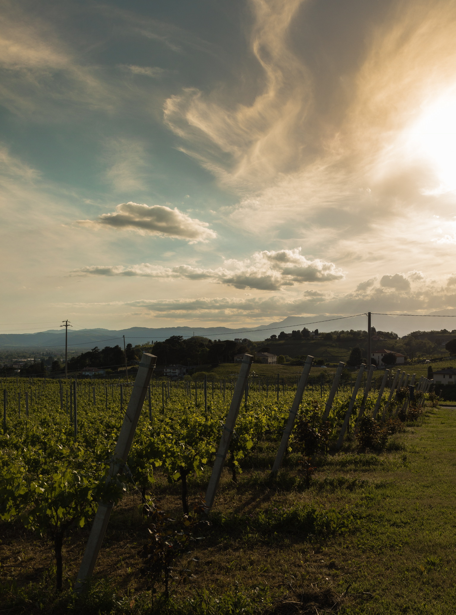 Breganze e le sue vigne...