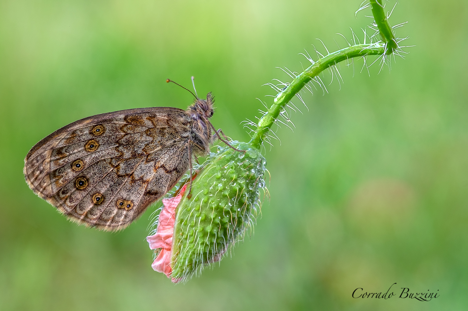 Sul bocciolo del papavero
