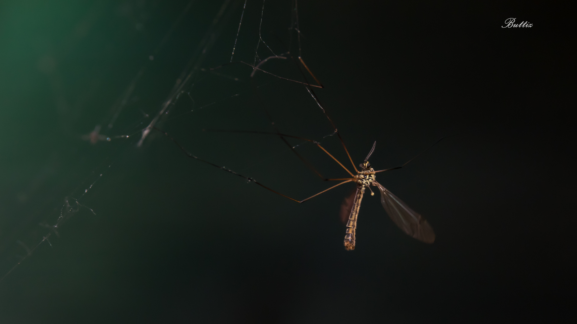 Nella trappola del ragno