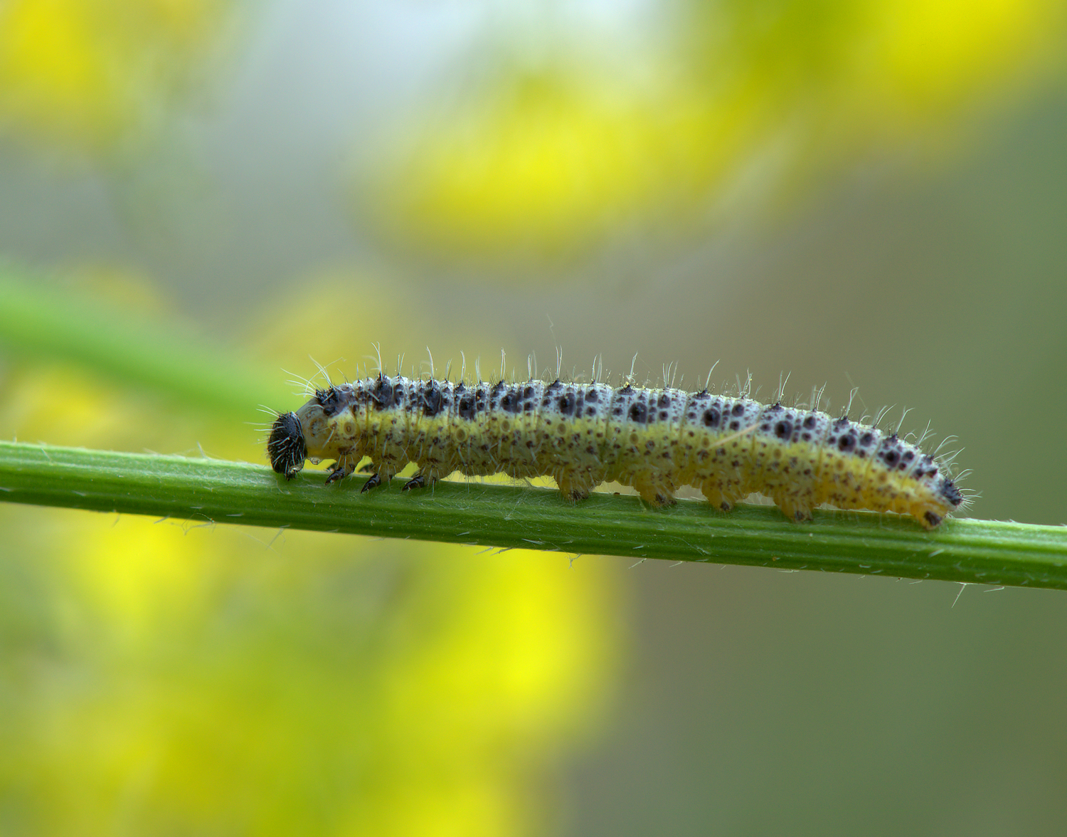 Caterpillar of Cavolaia maggiore