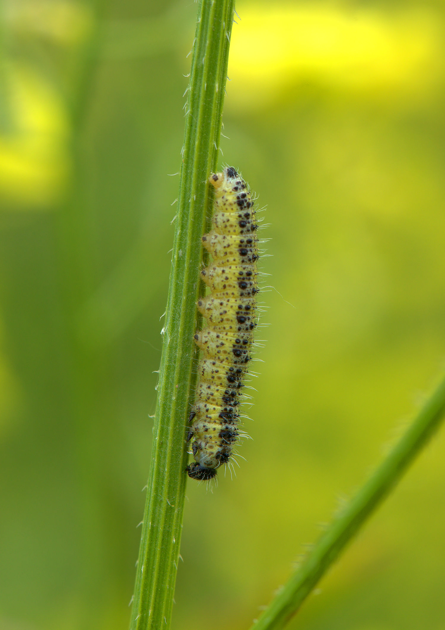 Caterpillar of Cavolaia maggiore