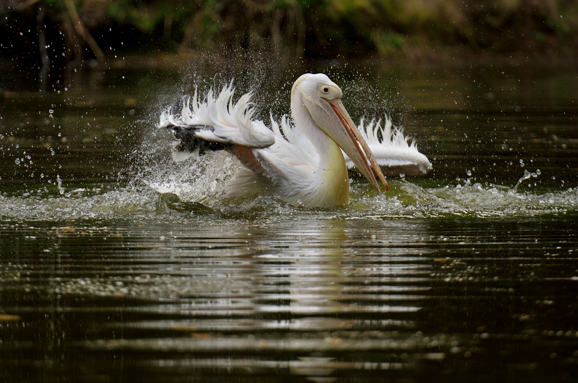 Il solito esibizionista