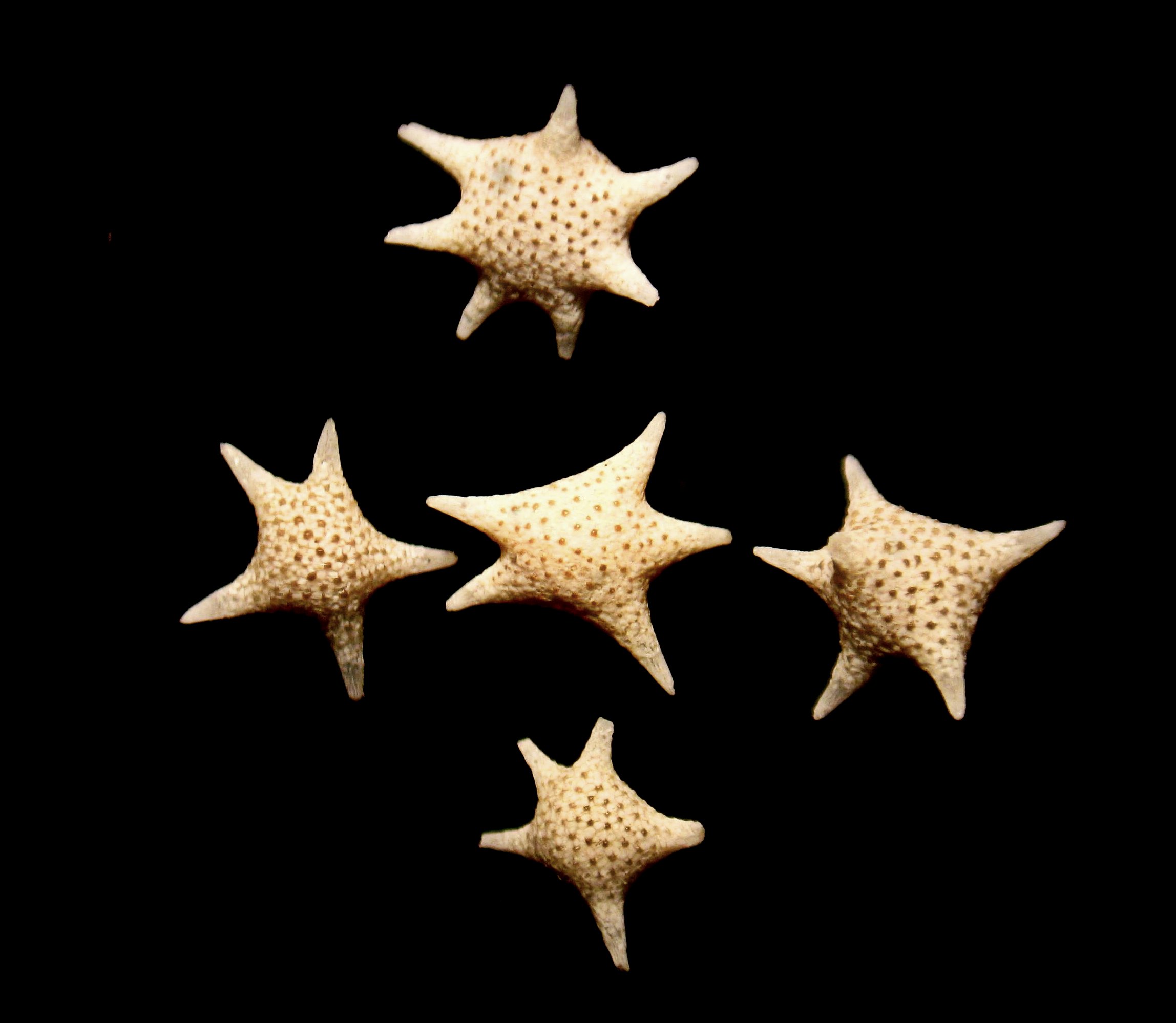 foraminifera