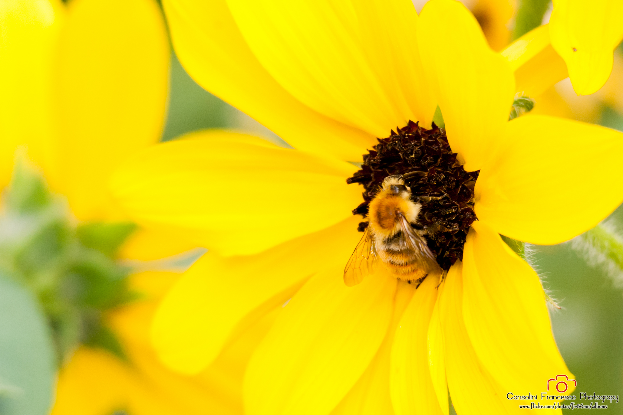Parco Giardino Sigurtà 2017