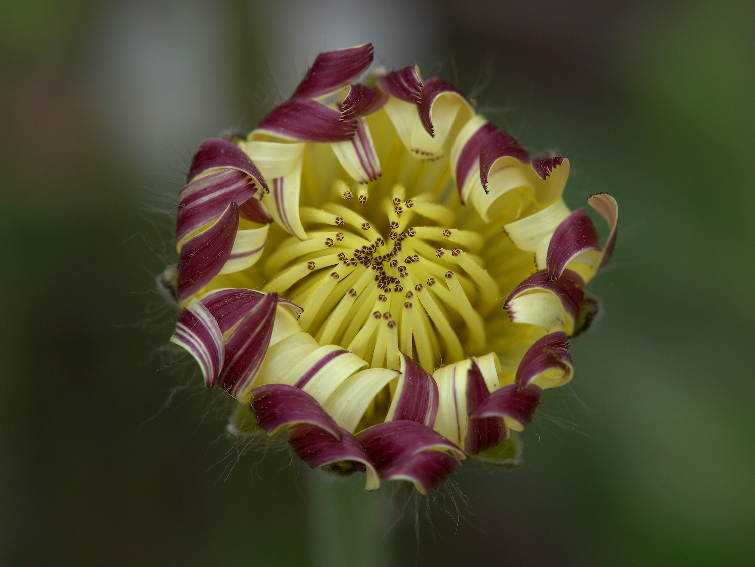 Urospermum dalechampii