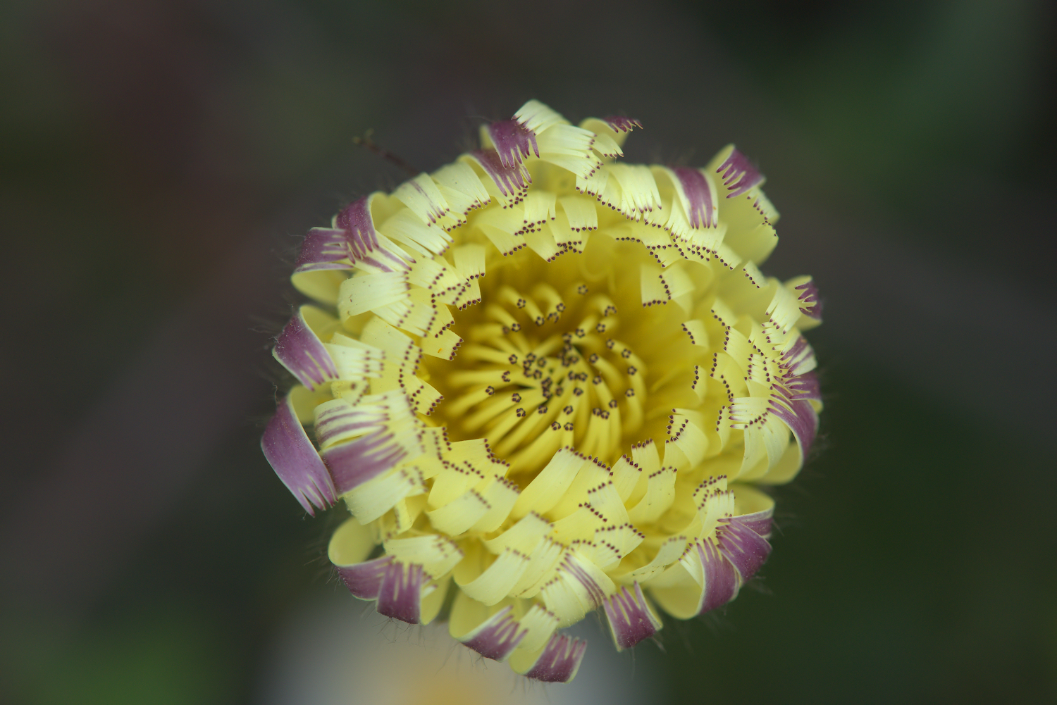 Urospermum dalechampii