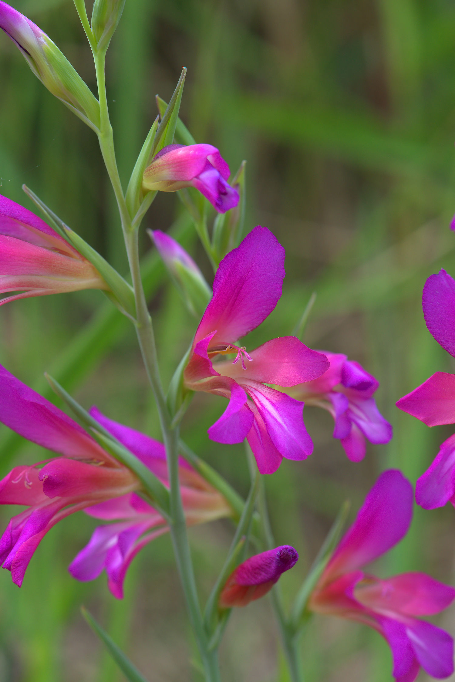 Gladiolus italicus