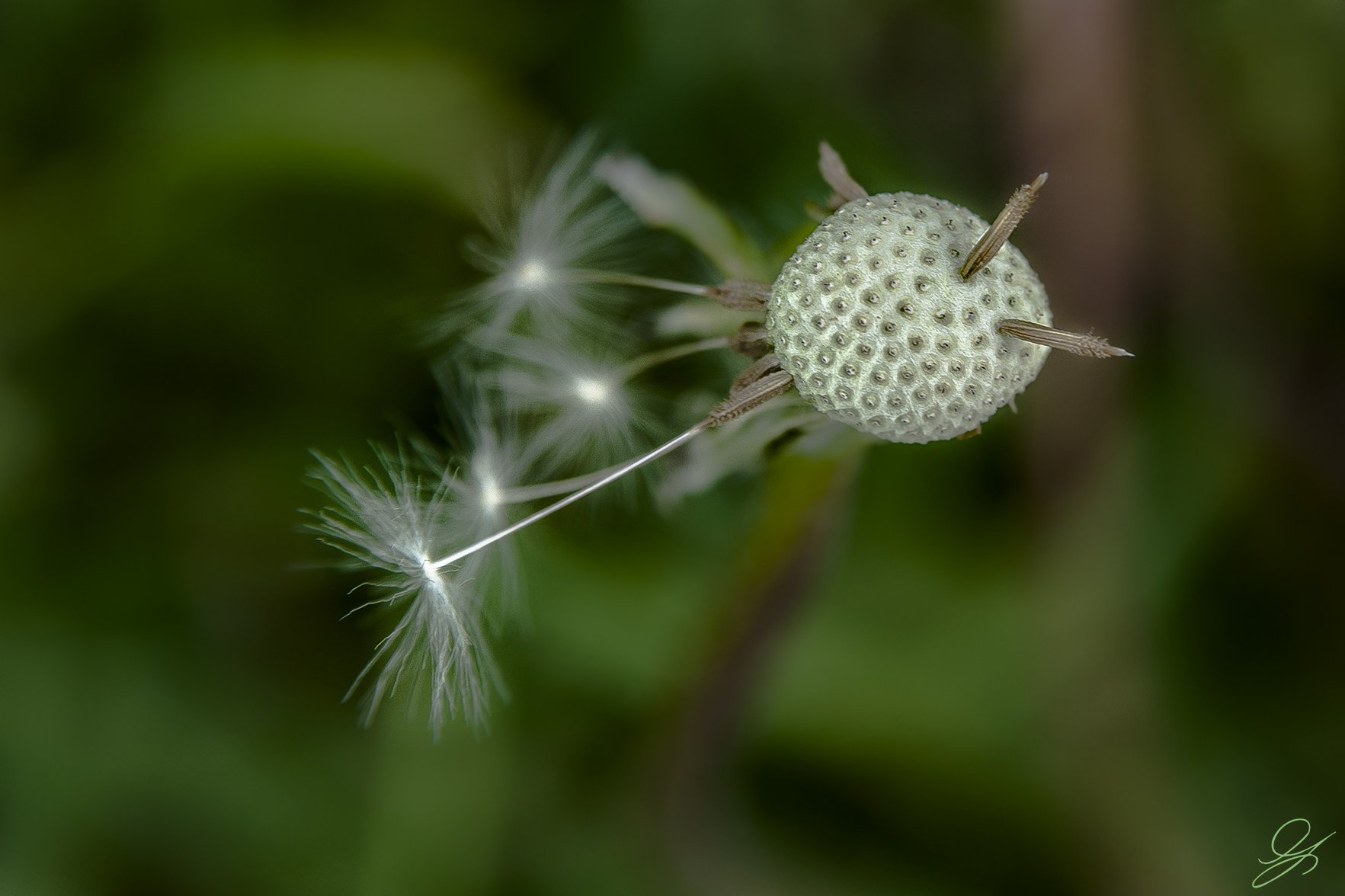 The latter achenes