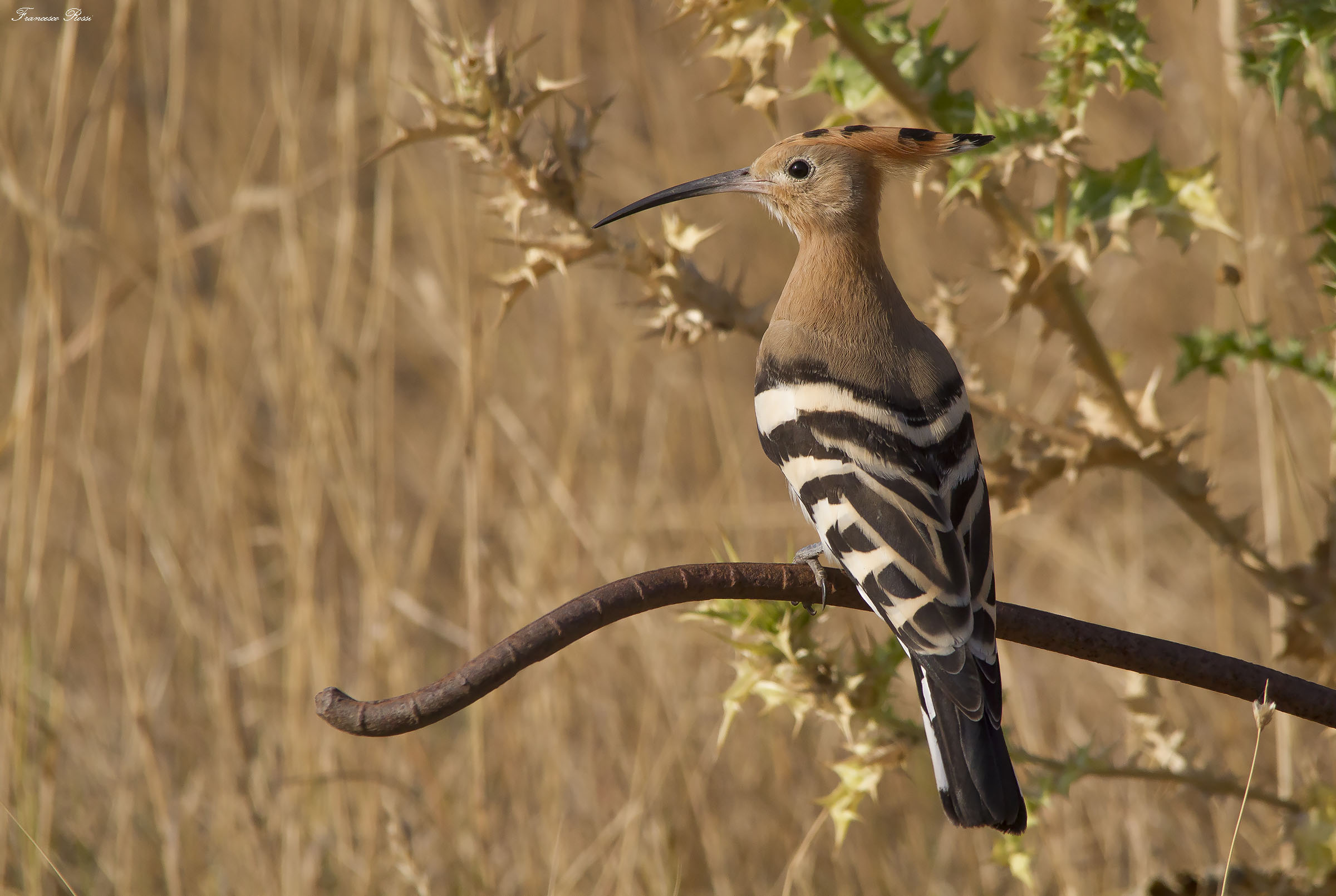 Hoopoe